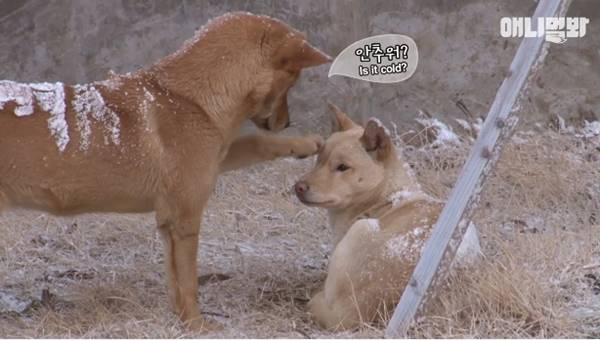 เจ้าของร้านพิซซ่าทำบ้านใหม่ให้ 2 ตูบจรจัดขาประจำ รับมาอยู่ด้วยกันซะเลย เจ้าของร้านพิซซ่าทำบ้านใหม่ให้ 2 ตูบจรจัดขาประจำ รับมาอยู่ด้วยกันซะเลย