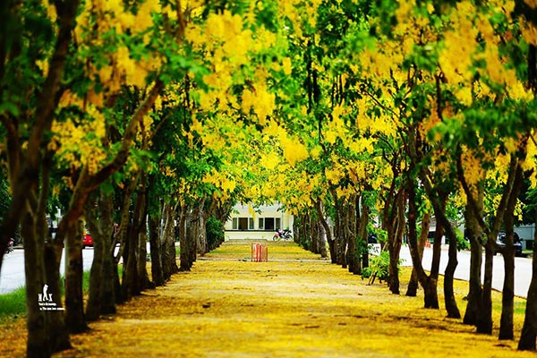 ดอกคูน ปทุมธานี ดอกคูน ปทุมธานี