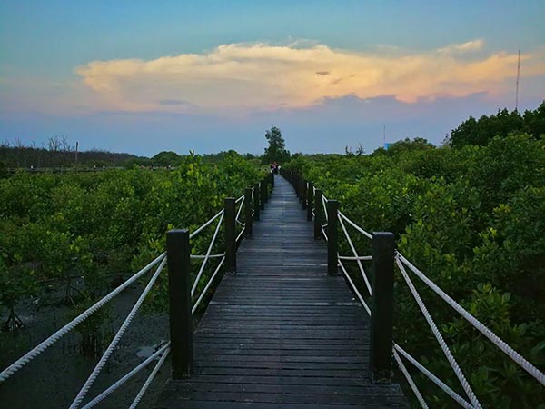 ที่เที่ยวชลบุรี ศูนย์ศึกษาธรรมชาติและอนุรักษ์ป่าชายเลน