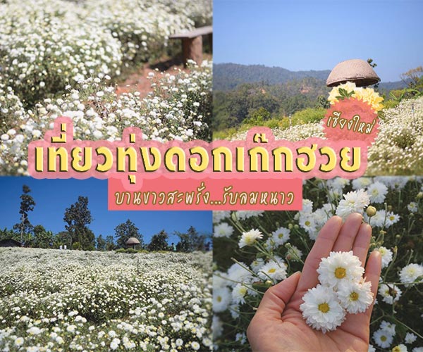 ทุ่งดอกเก๊กฮวย เชียงใหม่ ทุ่งดอกเก๊กฮวย เชียงใหม่