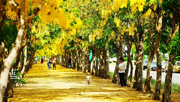 ดอกคูน ปทุมธานี ดอกคูน ปทุมธานี