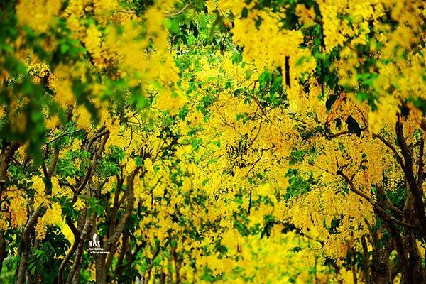 ดอกคูน ปทุมธานี ดอกคูน ปทุมธานี