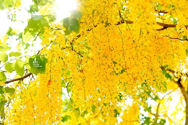 ดอกคูน ปทุมธานี ดอกคูน ปทุมธานี