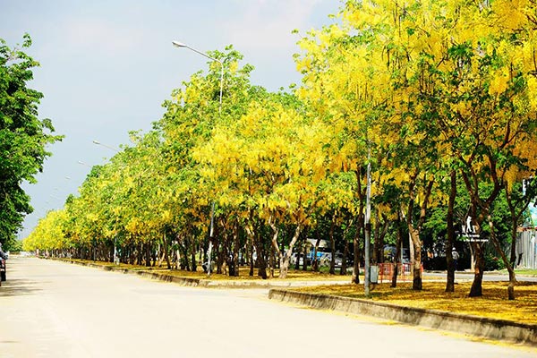 ดอกคูน ปทุมธานี ดอกคูน ปทุมธานี