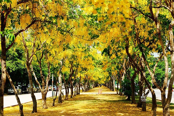 ดอกคูน ปทุมธานี ดอกคูน ปทุมธานี