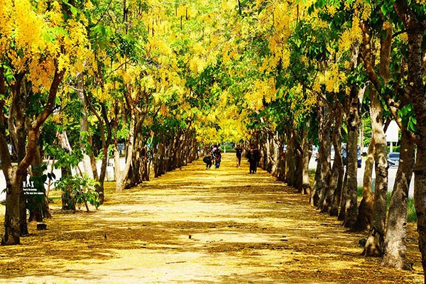 ดอกคูน ปทุมธานี ดอกคูน ปทุมธานี