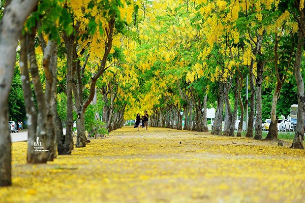 ดอกคูน ปทุมธานี ดอกคูน ปทุมธานี