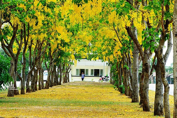 ดอกคูน ปทุมธานี ดอกคูน ปทุมธานี