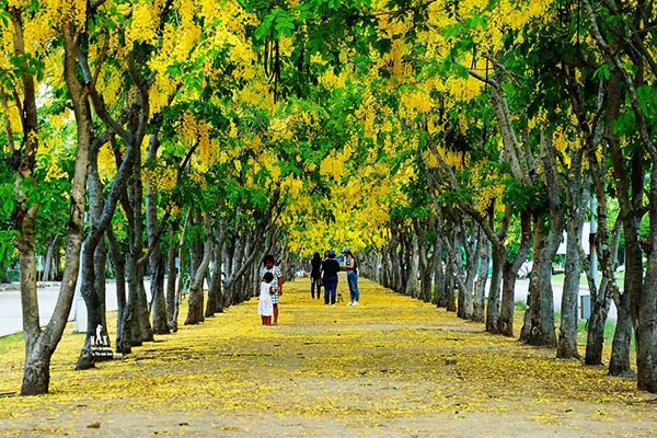 ดอกคูน ปทุมธานี ดอกคูน ปทุมธานี