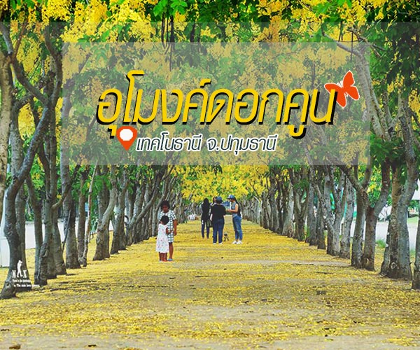 ดอกคูน ปทุมธานี ดอกคูน ปทุมธานี