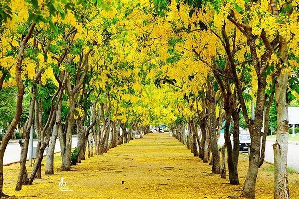 ดอกคูน ปทุมธานี ดอกคูน ปทุมธานี