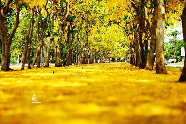 ดอกคูน ปทุมธานี ดอกคูน ปทุมธานี