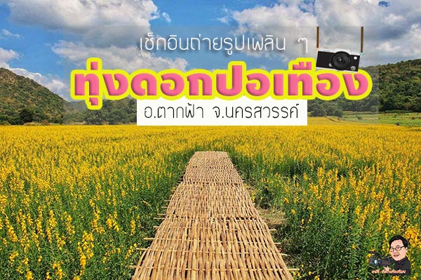 ทุ่งปอเทือง ตากฟ้า ทุ่งปอเทือง ตากฟ้า