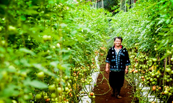 เที่ยวโครงการหลวง