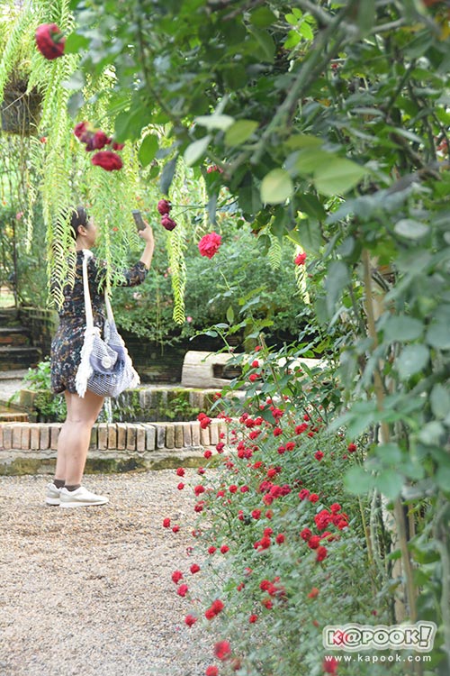 สวนกุหลาบห้วยผักไผ่ สวนกุหลาบห้วยผักไผ่