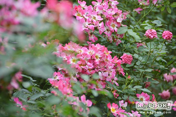 สวนกุหลาบห้วยผักไผ่ สวนกุหลาบห้วยผักไผ่