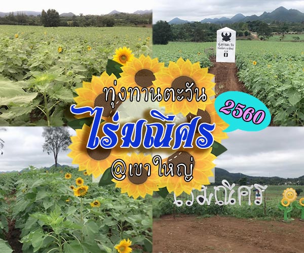 ทุ่งทานตะวัน ไร่มณีศร เขาใหญ่ ทุ่งทานตะวัน ไร่มณีศร เขาใหญ่