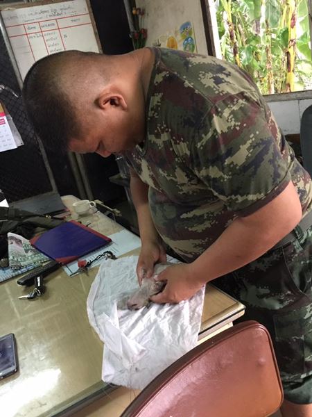 CPR กู้ชีพหมาน้อยจมน้ำ CPR กู้ชีพหมาน้อยจมน้ำ