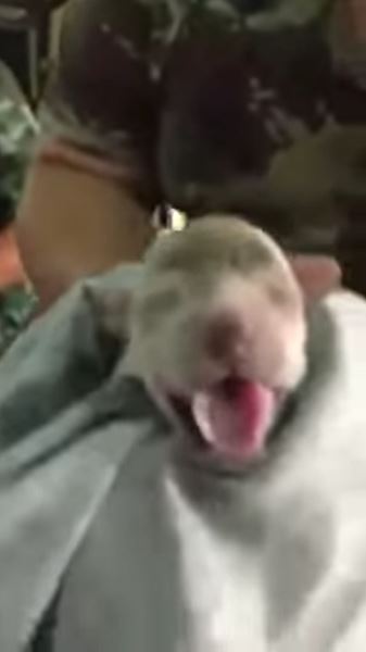 CPR กู้ชีพหมาน้อยจมน้ำ CPR กู้ชีพหมาน้อยจมน้ำ