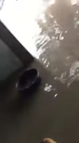 CPR กู้ชีพหมาน้อยจมน้ำ CPR กู้ชีพหมาน้อยจมน้ำ