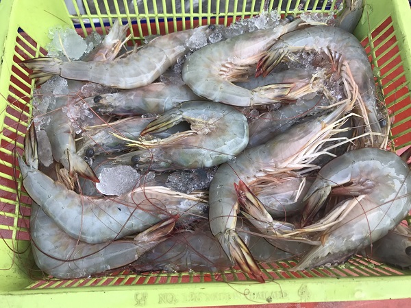กุ้งลูกเขย กุ้งลูกเขย