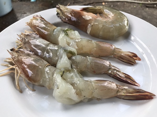 กุ้งลูกเขย กุ้งลูกเขย