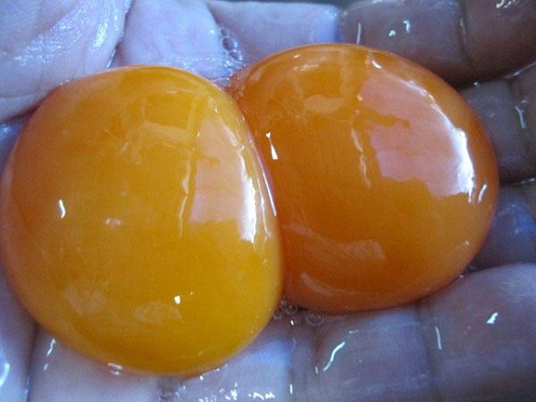 ไข่ครอบ ไข่ครอบ