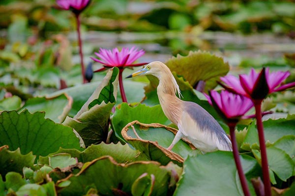 ตลาดน้ำทุ่งบัวแดง ตลาดน้ำทุ่งบัวแดง
