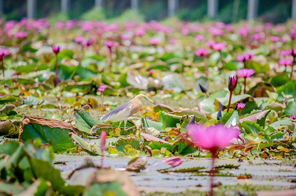 ตลาดน้ำทุ่งบัวแดง ตลาดน้ำทุ่งบัวแดง