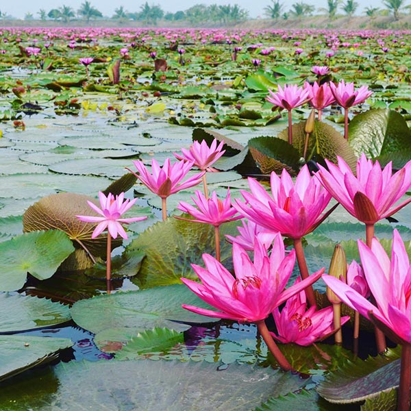 ตลาดน้ำทุ่งบัวแดง ตลาดน้ำทุ่งบัวแดง