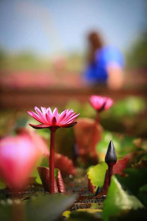 ตลาดน้ำทุ่งบัวแดง ตลาดน้ำทุ่งบัวแดง