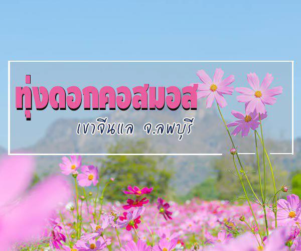 ทุ่งคอสมอส ทุ่งคอสมอส