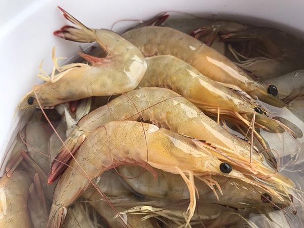 กุ้งผัดพริกขิง กุ้งผัดพริกขิง