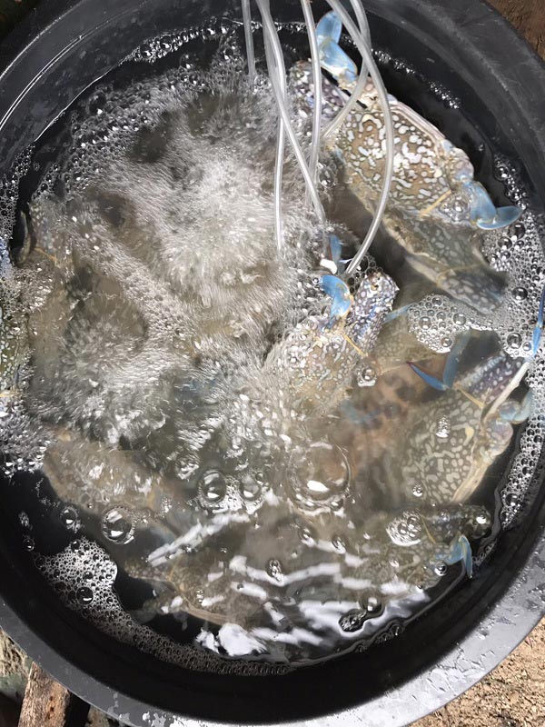 ผัดสะตอปู ผัดสะตอปู