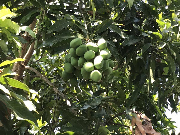 ปลาสำลีทอดราดน้ำยำมะม่วง ปลาสำลีทอดราดน้ำยำมะม่วง
