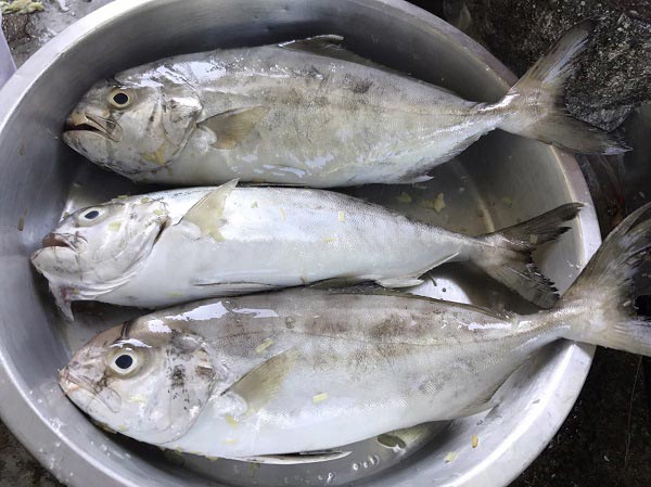 ปลาสำลีทอดราดน้ำยำมะม่วง ปลาสำลีทอดราดน้ำยำมะม่วง