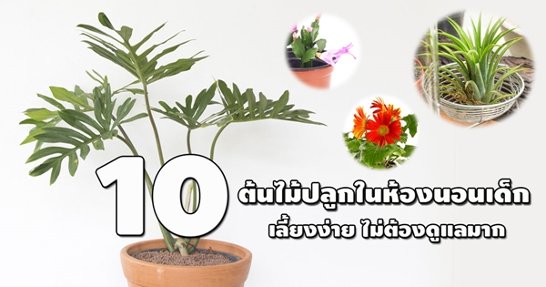 ต้นไม้ปลูกในห้องนอนเด็ก ต้นไม้ปลูกในห้องนอนเด็ก