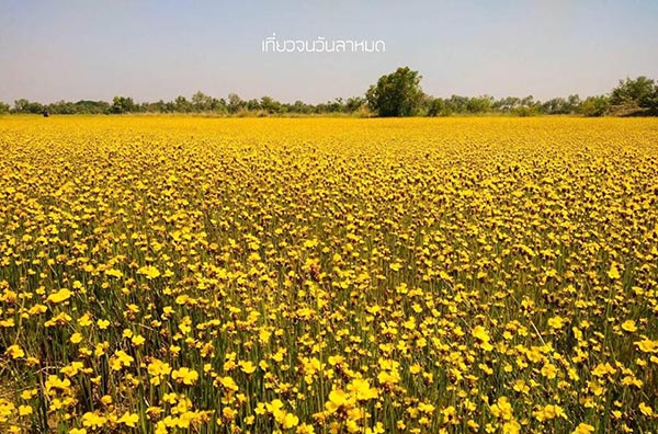 ทุ่งดอกขี้กลาก ทุ่งดอกขี้กลาก