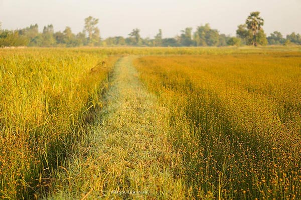 ทุ่งดอกขี้กลาก ทุ่งดอกขี้กลาก