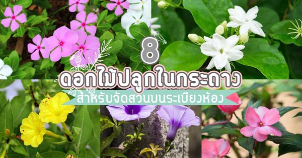 ดอกไม้ปลูกบนระเบียง ดอกไม้ปลูกบนระเบียง