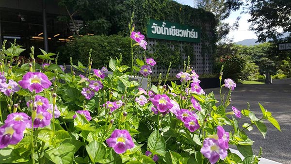 วังน้ำเขียว วังน้ำเขียว