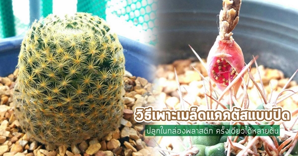 วิธีเพาะเมล็ดแคคตัสแบบปิด วิธีเพาะเมล็ดแคคตัสแบบปิด