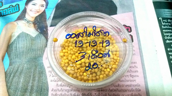 วิธีเพาะเมล็ดแคคตัสแบบปิด วิธีเพาะเมล็ดแคคตัสแบบปิด