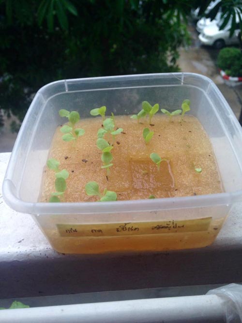 วิธีปลูกผักบนระเบียงคอนโด วิธีปลูกผักบนระเบียงคอนโด