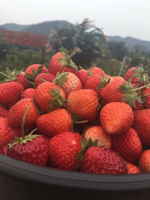 งานเทศกาลสตรอว์เบอร์รี  งานเทศกาลสตรอว์เบอร์รี