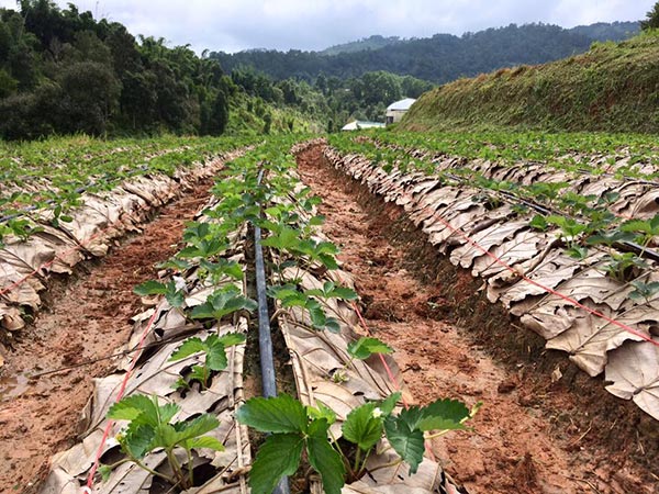 งานเทศกาลสตรอว์เบอร์รี งานเทศกาลสตรอว์เบอร์รี