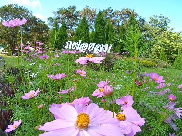 งานหนาวนี้ที่ภูฝอยลม 2560 งานหนาวนี้ที่ภูฝอยลม 2560