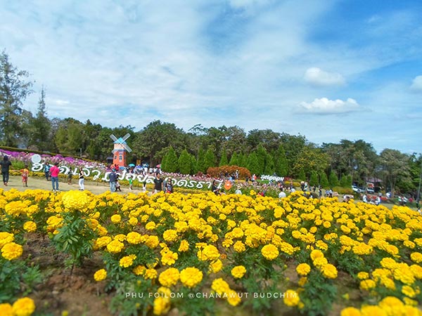 งานหนาวนี้ที่ภูฝอยลม 2560 งานหนาวนี้ที่ภูฝอยลม 2560