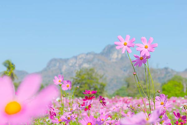 ทุ่งคอสมอส ทุ่งคอสมอส