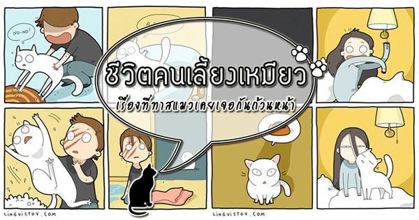ทาสแมว ทาสแมว